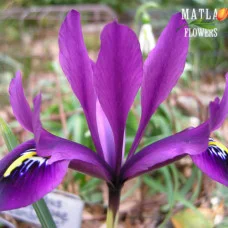 Ірис Reticulata George 